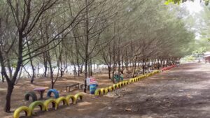 Ciwidik, Surga Keemasan di Ujung Selatan: Ketika Cemara Udang Menyulam Teduh di Atas Ombak