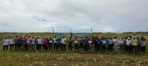 Panen Raya Jagung Hibrida di Jayagiri Tembus 7 Ton per Hektare, Harga Petani Menguat