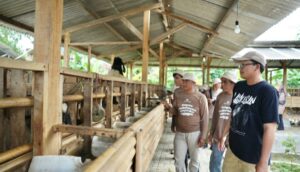 Peternak Cianjur Didorong Naik Kelas lewat Pelatihan Silase dan Studi Banding