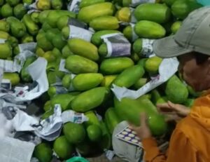 Perantau Sukses di Cianjur: Ali Agus Panen 6 Ton Pepaya, Bukti Pertanian Masih Menjanjikan